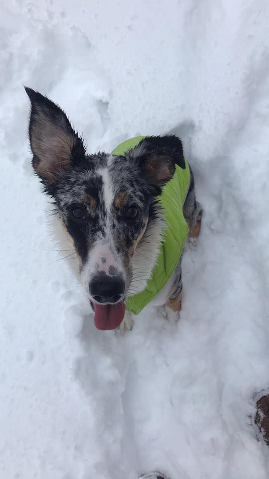 Snow dog